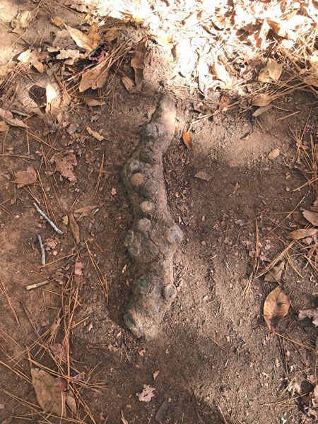 A dirt alligator
