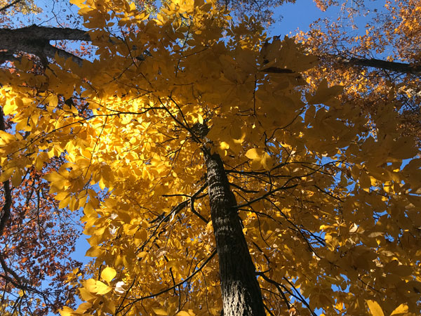 Fall foliage at The Greenway