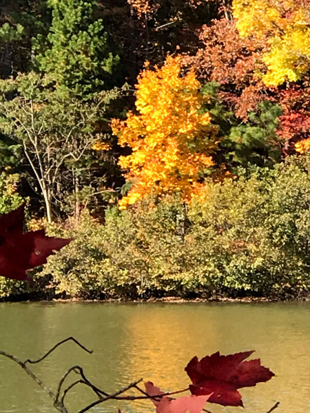 Fall foliage at The Greenway