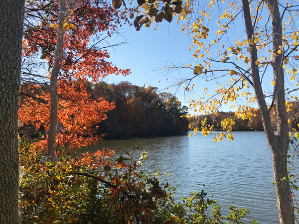 Fall foliage at The Greenway