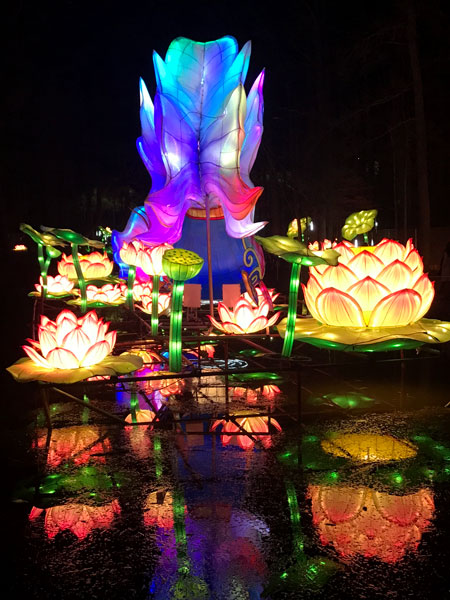 Lotus Pond