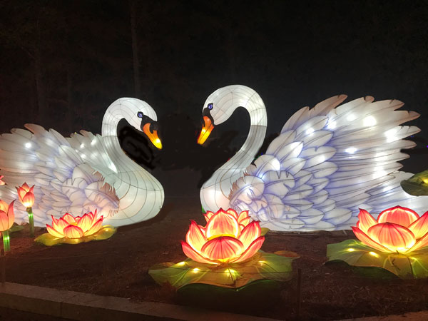 swans