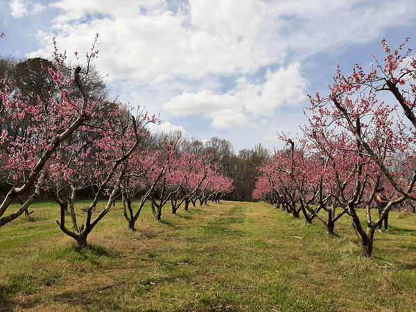 Cherry Blossoms