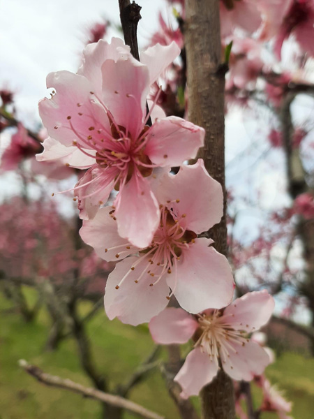 Cherry Blossoms