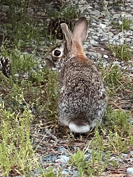 rabbit