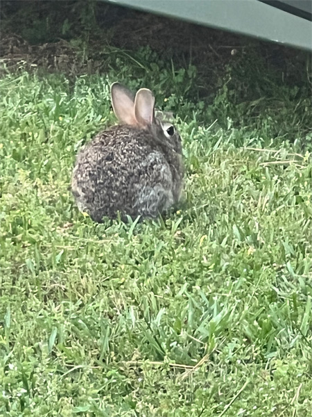 rabbit