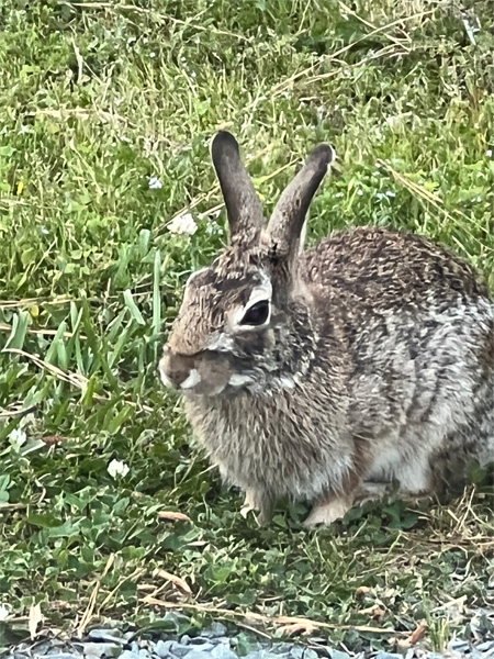rabbit