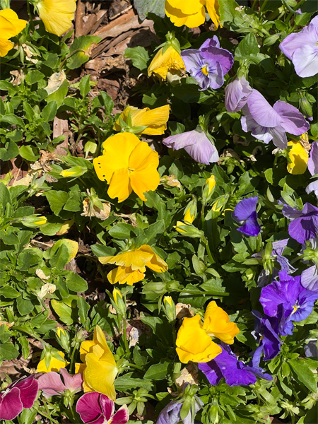 flowers