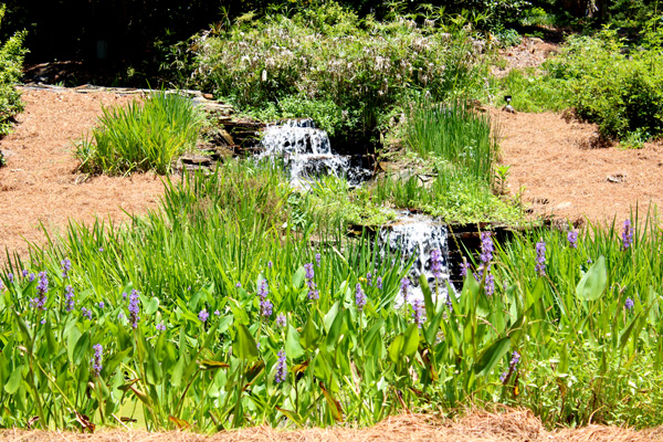 waterfall and flower