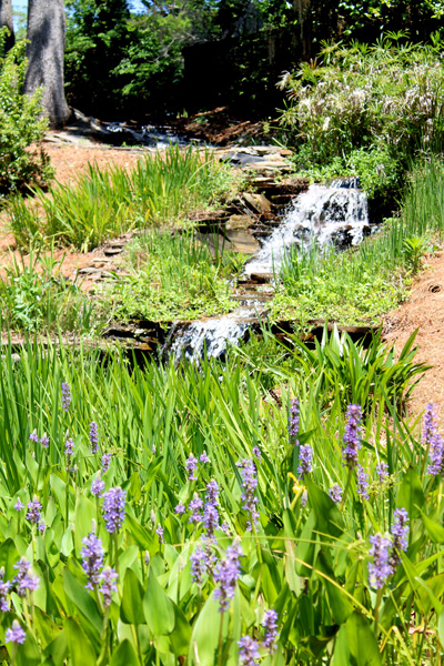 waterfall and flowers
