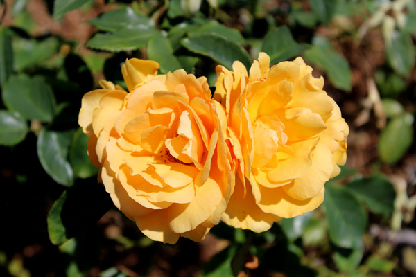 rose