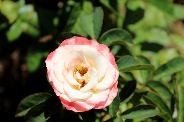 rose