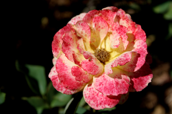 rose