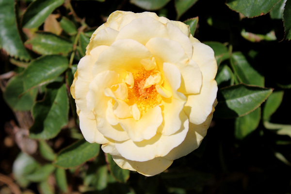 rose