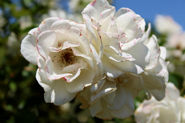 roses