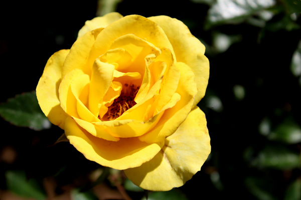 yellow rose