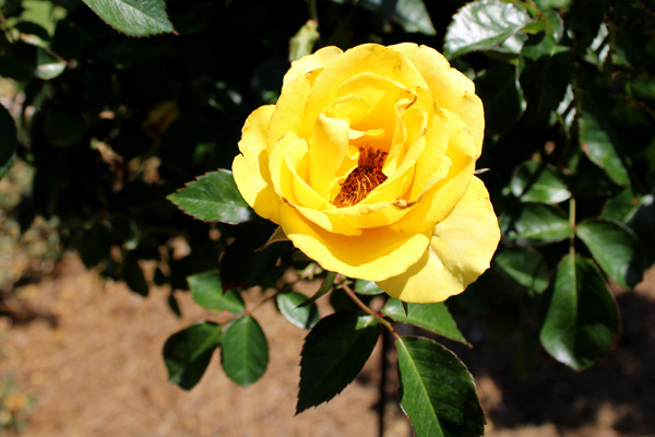 yellow rose