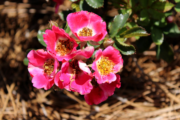 Flowers just outside of the Rose Garden