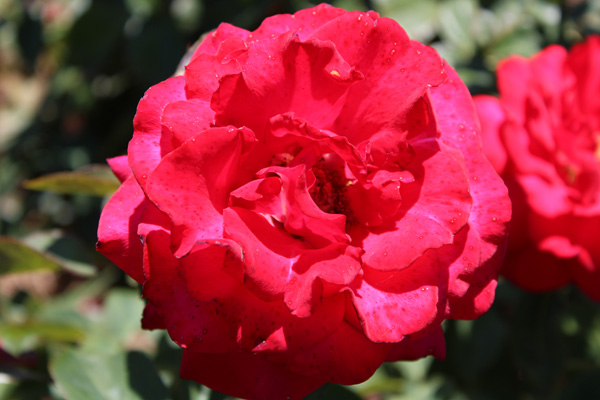 rose