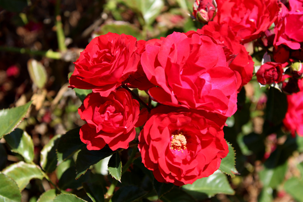 roses