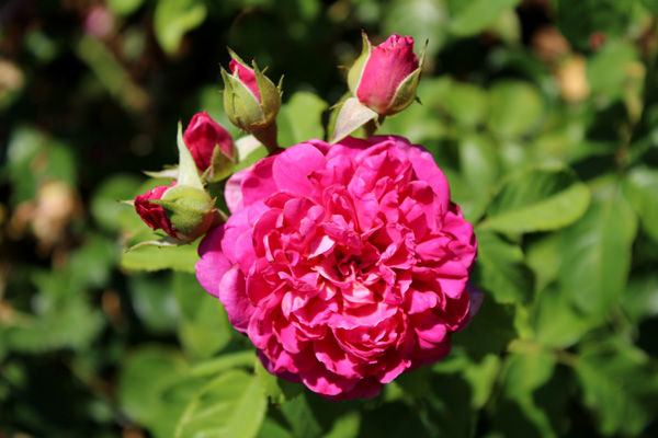 rose and rose buds