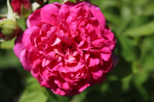 rose