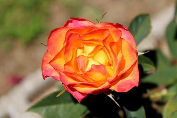 rose