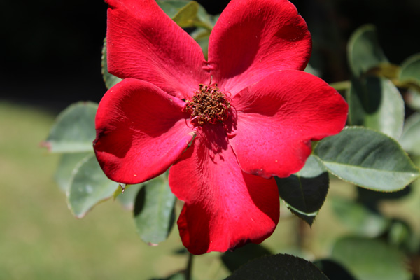 Flowers just outside of the Rose Garden