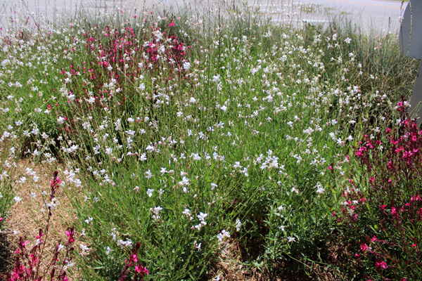 Flowers alongside the parking lot