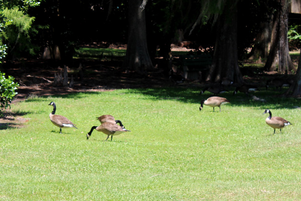 ducks