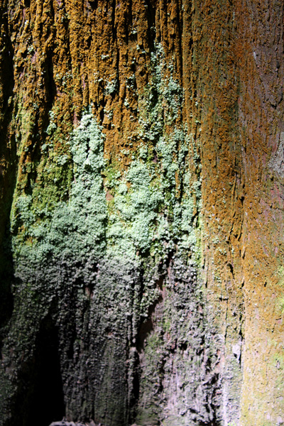 colors and texure in a tree trunk