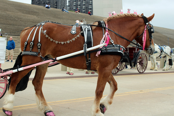 a beautiful horse