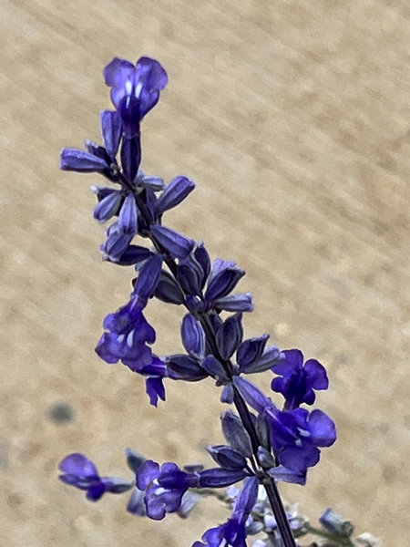 flower at Chihauhaun Desert Nature Center