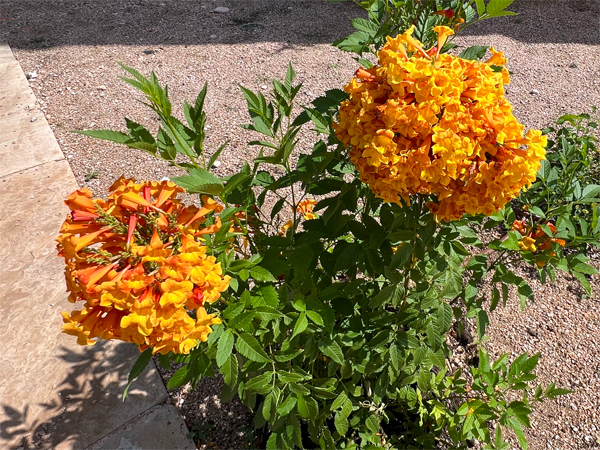 flowers