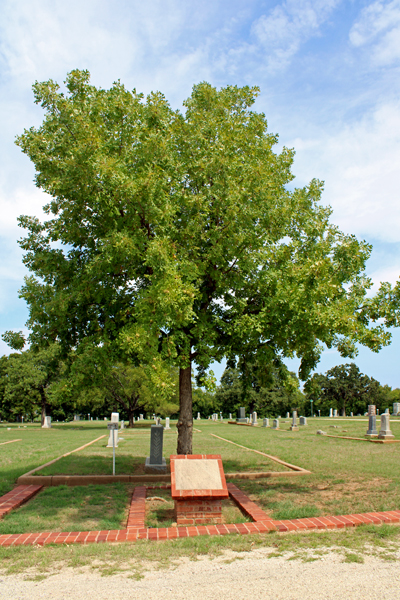 The Treaty Oak reee