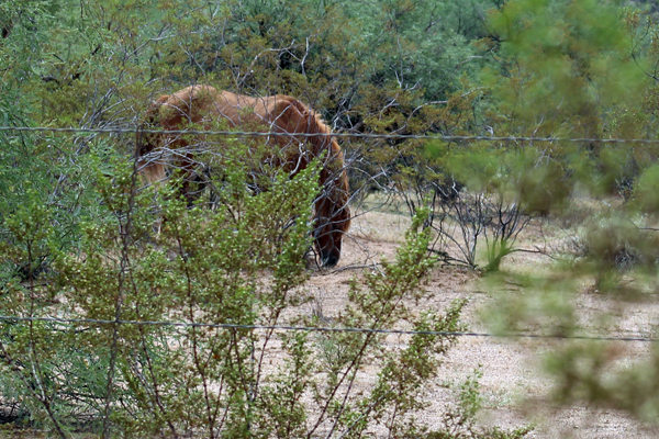 wild horse in Arizona