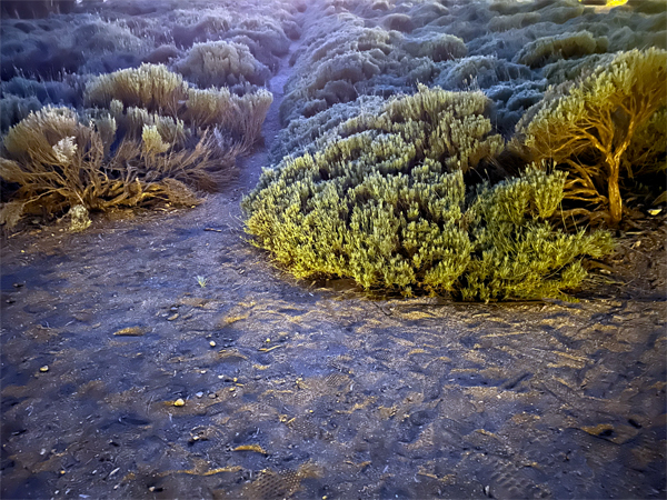 Lavender field