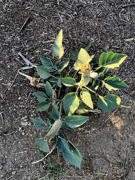 tiny yellow rose