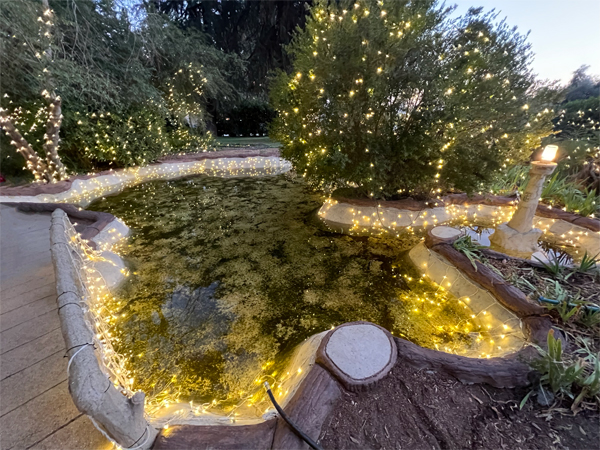 lights reflecting in a pond