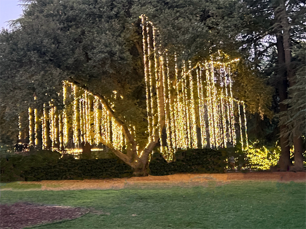 one big tree full of lights