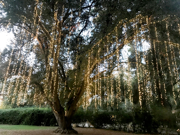one big tree full of lights