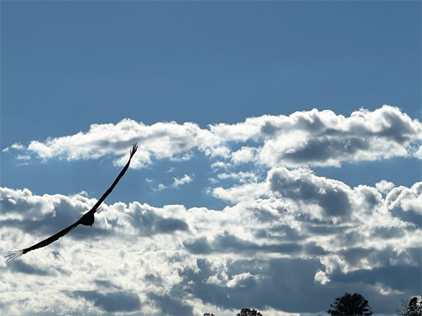 an Eagle flying by