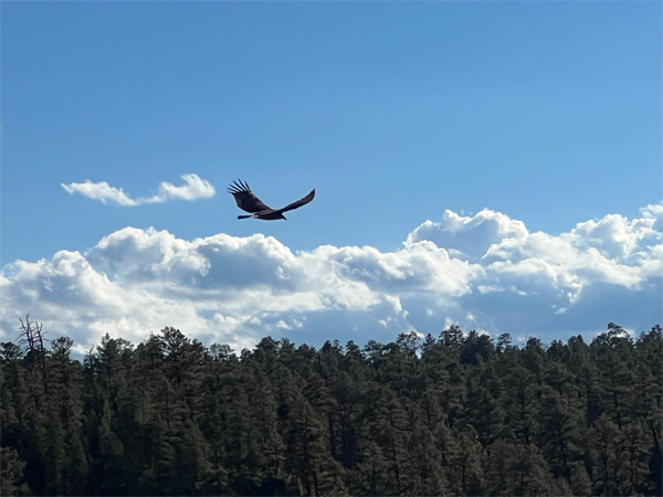 an Eagle flying by