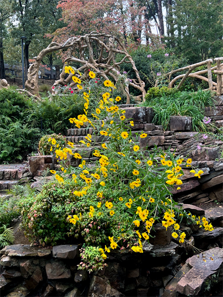 a nice flower bush