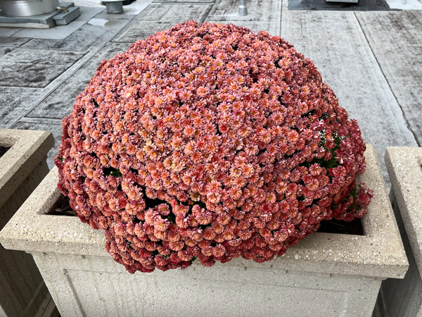 big flower pot