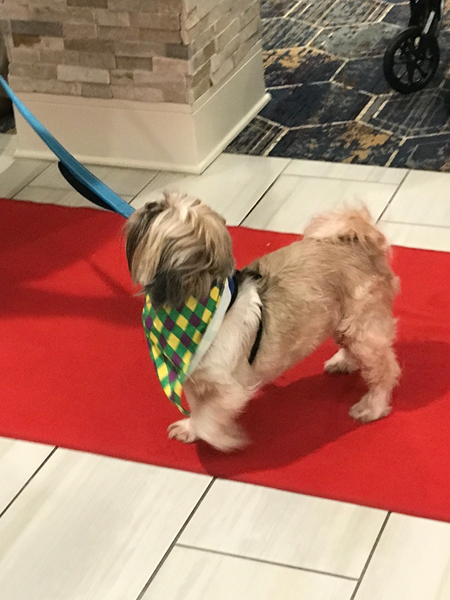 dog