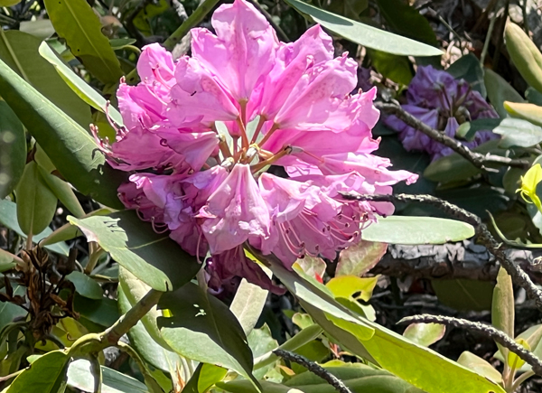 flower at the Quarry