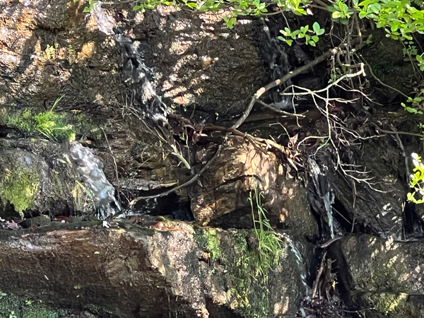 Tory's Den Waterfall