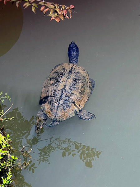 Turtle at Glencairn Gardens