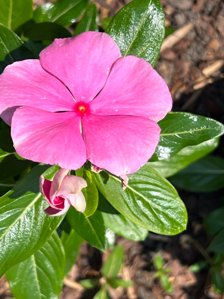 flower and bud